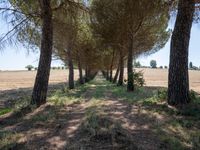 rows of trees line a dirt path beside fields with pine trees on one side and grassy field with rolling hills in the background