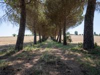 rows of trees line a dirt path beside fields with pine trees on one side and grassy field with rolling hills in the background