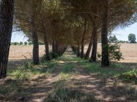 rows of trees line a dirt path beside fields with pine trees on one side and grassy field with rolling hills in the background