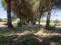 rows of trees line a dirt path beside fields with pine trees on one side and grassy field with rolling hills in the background