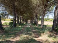 rows of trees line a dirt path beside fields with pine trees on one side and grassy field with rolling hills in the background