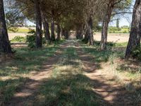 rows of trees line a dirt path beside fields with pine trees on one side and grassy field with rolling hills in the background