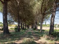 rows of trees line a dirt path beside fields with pine trees on one side and grassy field with rolling hills in the background