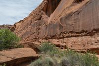 a brown and green bush next to a large rock formation with graffiti on it's side