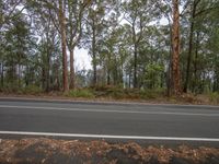 a motorcycle rider rides down a road on an overcast day in the woods near trees