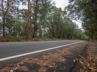 Suburban Landscape: Roads Lined with Trees and Vegetation