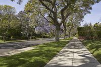 the sidewalk in front of the tree is surrounded by the lawn area with shrubs and trees