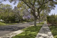 the sidewalk in front of the tree is surrounded by the lawn area with shrubs and trees