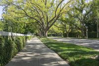 a sidewalk along the side of a road with trees and grass on both sides of the path