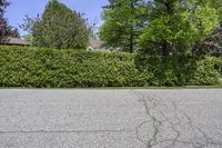 a fire hydrant is in a black paved street with a hedge next to it