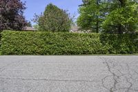 a fire hydrant is in a black paved street with a hedge next to it