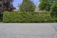 a fire hydrant is in a black paved street with a hedge next to it