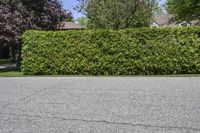 a fire hydrant is in a black paved street with a hedge next to it