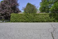 a fire hydrant is in a black paved street with a hedge next to it