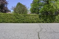 a fire hydrant is in a black paved street with a hedge next to it