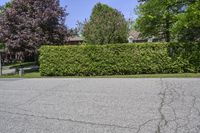 a fire hydrant is in a black paved street with a hedge next to it