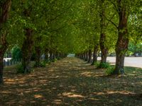 this tree lined walkway has many green trees in it and is lined up with leaves