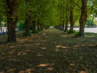 this tree lined walkway has many green trees in it and is lined up with leaves