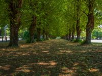 this tree lined walkway has many green trees in it and is lined up with leaves