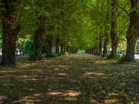 this tree lined walkway has many green trees in it and is lined up with leaves