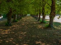 this tree lined walkway has many green trees in it and is lined up with leaves