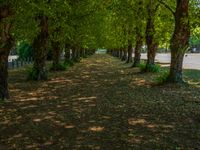 this tree lined walkway has many green trees in it and is lined up with leaves