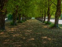 this tree lined walkway has many green trees in it and is lined up with leaves