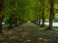 this tree lined walkway has many green trees in it and is lined up with leaves