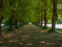 this tree lined walkway has many green trees in it and is lined up with leaves