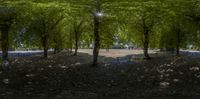 this is a panorama of trees along the street on a sunny day in summer time