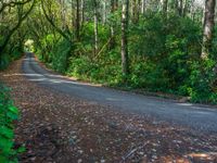 Sunlit Asphalt Road in the Forest Casting Shadows