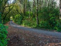 Sunlit Asphalt Road in the Forest Casting Shadows