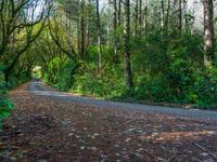 Sunlit Asphalt Road in the Forest Casting Shadows