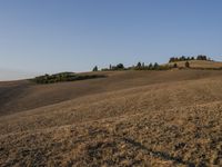 a cow grazes in an open field below a blue sky on a sunny day