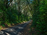 the road is narrow, deep - colored and surrounded by trees, and leafy bushes