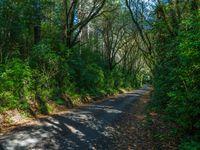 the road is narrow, deep - colored and surrounded by trees, and leafy bushes