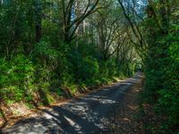 the road is narrow, deep - colored and surrounded by trees, and leafy bushes