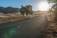 Sunlit Road: A Path Through Grassy Fields