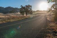 Sunlit Road: A Path Through Grassy Fields