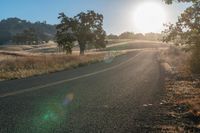 Sunlit Road: A Path Through Grassy Fields