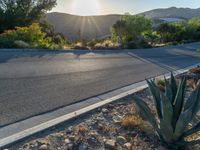 a desert landscape with a sun coming out over the desert and a succulent cactus in front