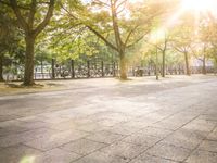 a sunbeam shining behind bicycles along a path with stone pavers on the ground