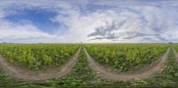 there are three identical photographs of a wheat field with many weeds on the field and clouds above