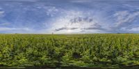 a green field with sun and clouds in it as seen from behind a vehicle window