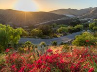 red flowers are blooming at the top of a hill in the middle of the desert