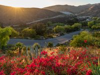 red flowers are blooming at the top of a hill in the middle of the desert