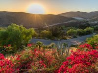 red flowers are blooming at the top of a hill in the middle of the desert