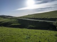 a lone cow stands on a mountain near the road and grass, looking back at the camera