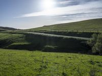 a lone cow stands on a mountain near the road and grass, looking back at the camera