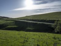 a lone cow stands on a mountain near the road and grass, looking back at the camera